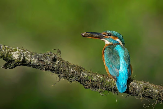 ijsvogel sony a7s 500mm lens