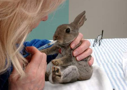 Rabbit Diseases Pictures