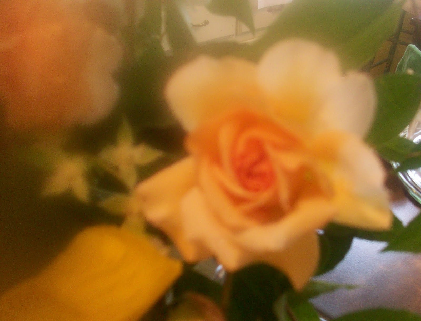 Old Roses In My Garden