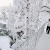 Go Skiing in Oulanka National Park in Finland