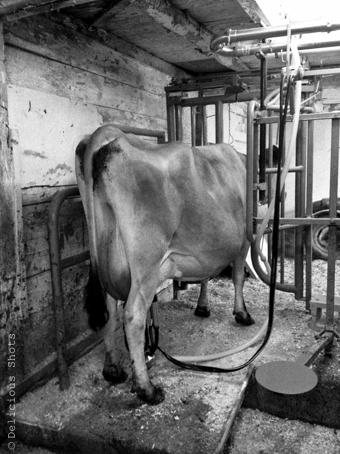 Delicious Shots Goat Cheese Flan and a Trip to Vermont