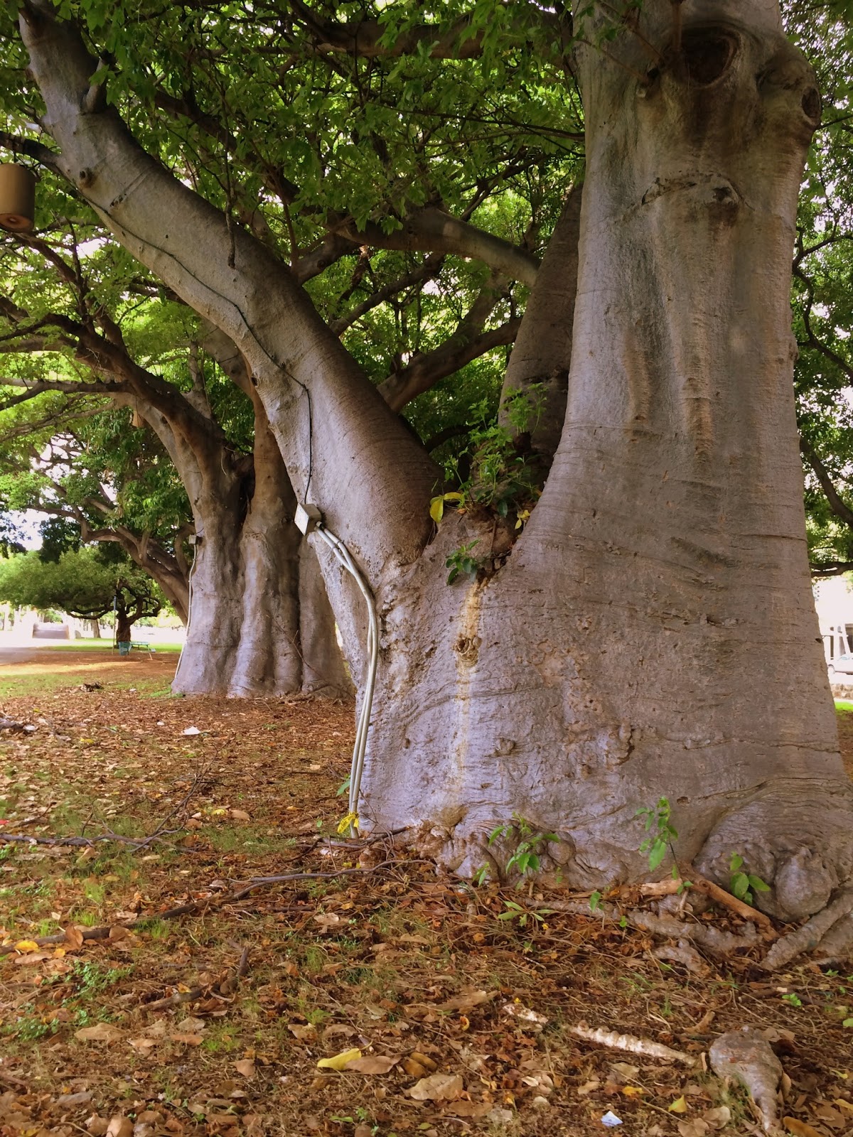 Aloha from Hawaii The Baobab Tree