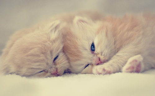 Cute Persian Kittens