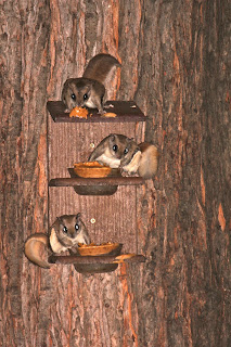 Three flying squirrels eating peanut butter