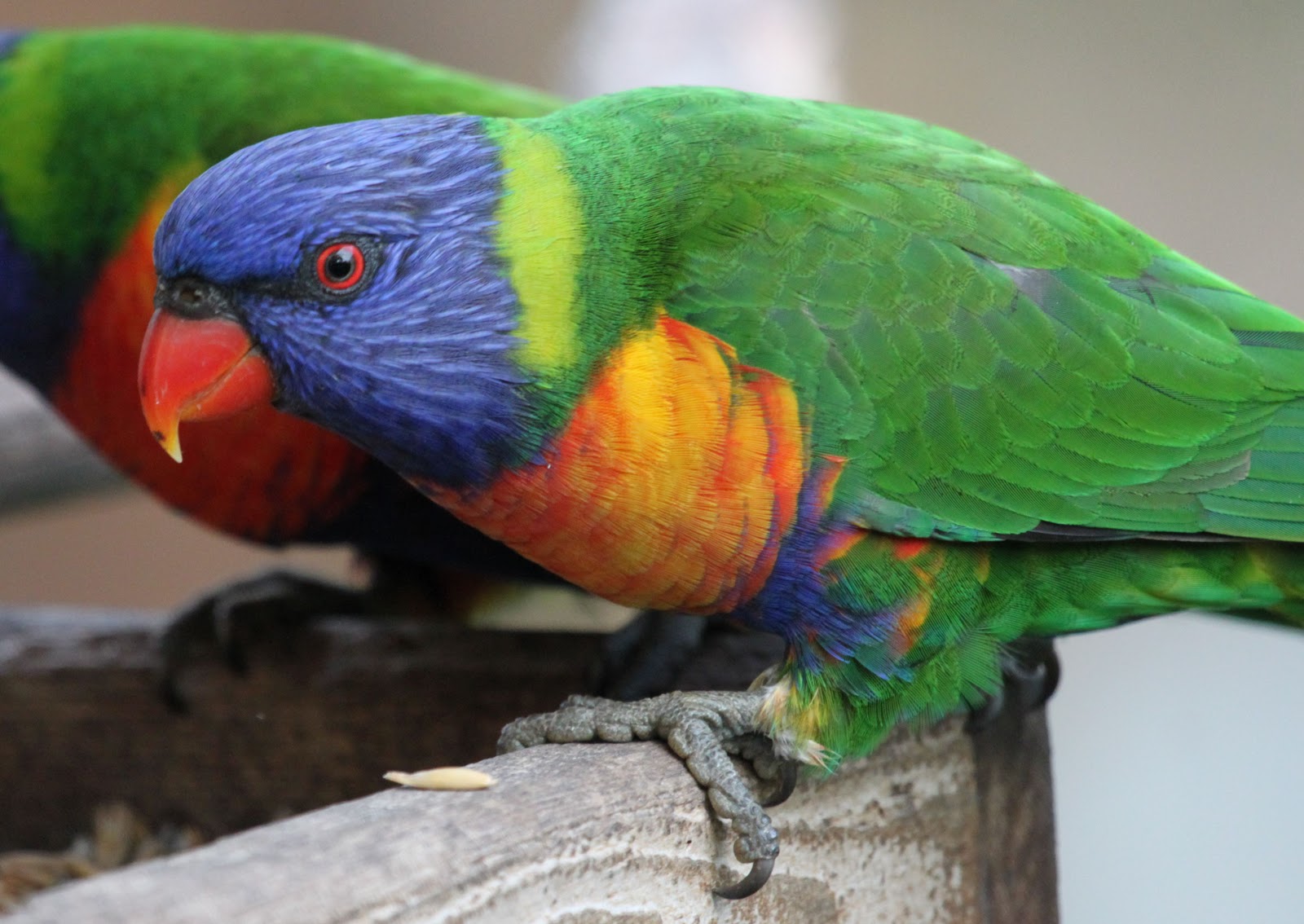 richard waring s birds of australia rainbow lorikeets richard waring s birds of australia rainbow lorikeets