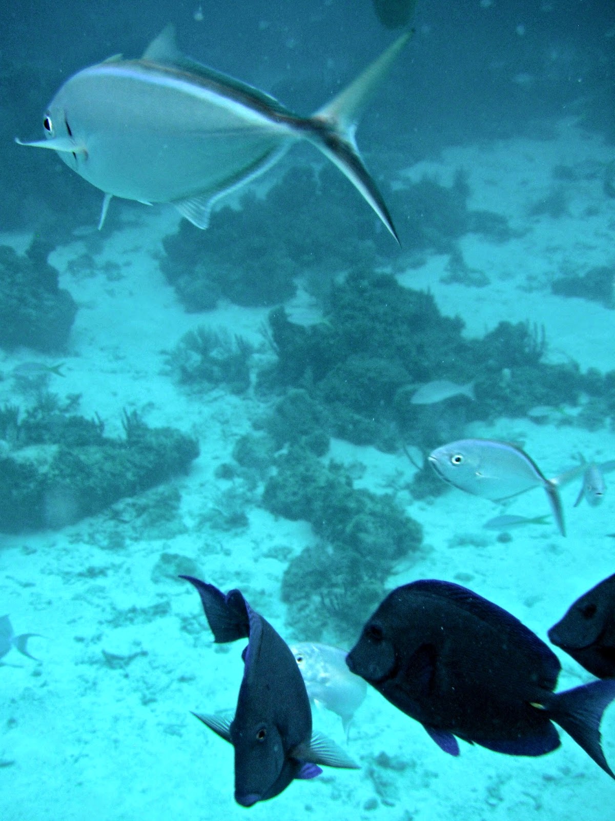 Cayo Largo Del Sur, Cuba. LUX LIFE LONDON A Luxury Lifestyle Blog