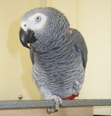 Life in a PeaNutshell: African Grey Parrots (What to Expect)
