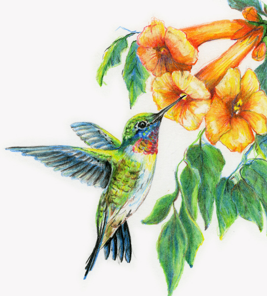 Diane Wright Art Journal: Colored Pencil - Birds