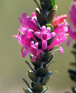 Eremophila calorhabdos