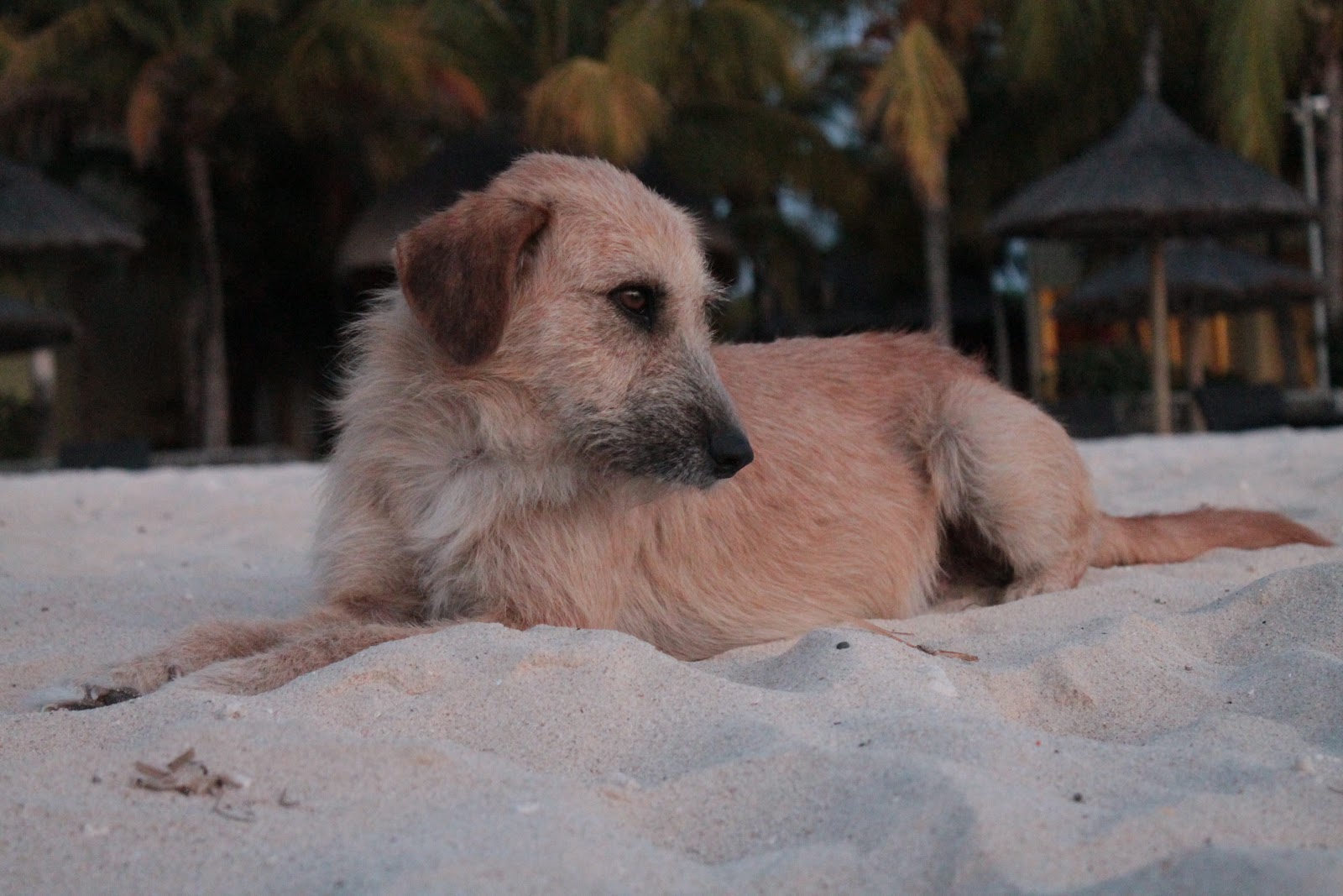 MEET THE DOGS OF MAURITIUS/ DOG BLOG New in Town