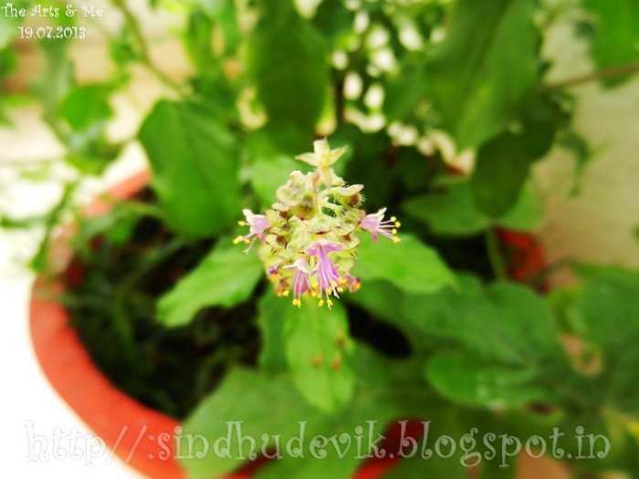 Top view of violet Flowers of Holy Basil with leaves in background.