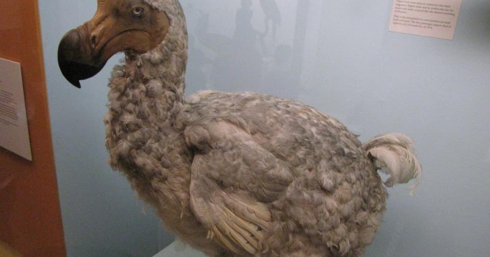 last dodo bird spotted last dodo bird spotted