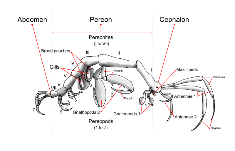 False Machine: Stormsheep and Mantis Shrimp