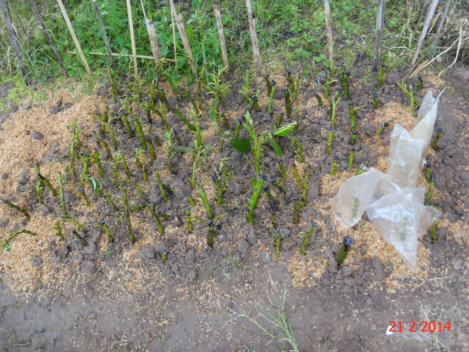 Experimental Farming Propagating Avocado Cuttings.
