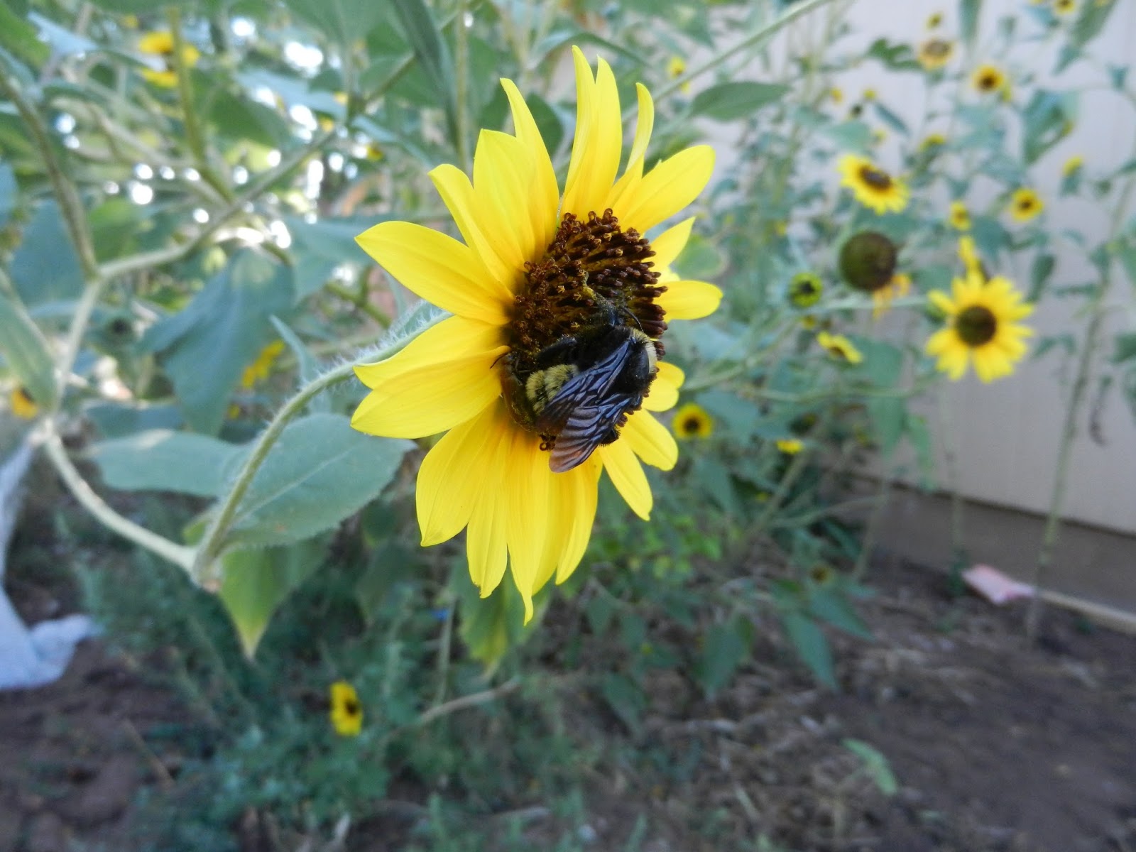 bumble bee flower pic bumble bee flower pic