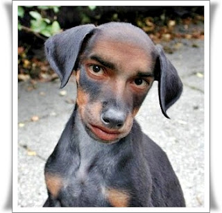 [Imagem: homem_cachorro_super_montagens.jpg]