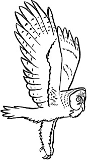 Owl Coloring Pages