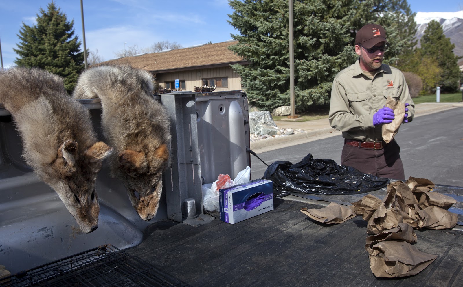 Benjamin Zack Photography Utah Coyote Bounty