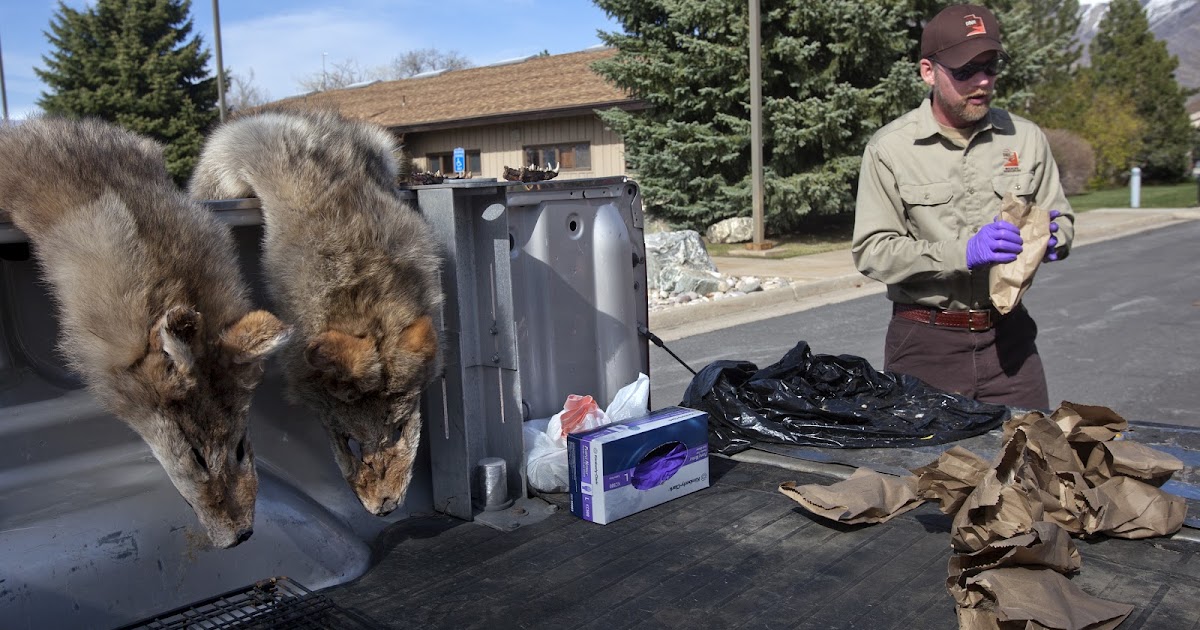 Benjamin Zack Photography Utah Coyote Bounty