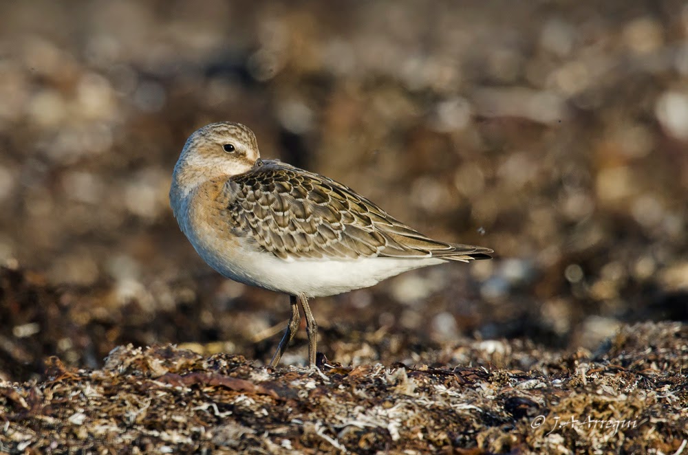 Correlimos zarapitin, Calidris ferruginea, Curlew Sandpiper. Correlimos zarapitin, Calidris ferruginea, Curlew Sandpiper.