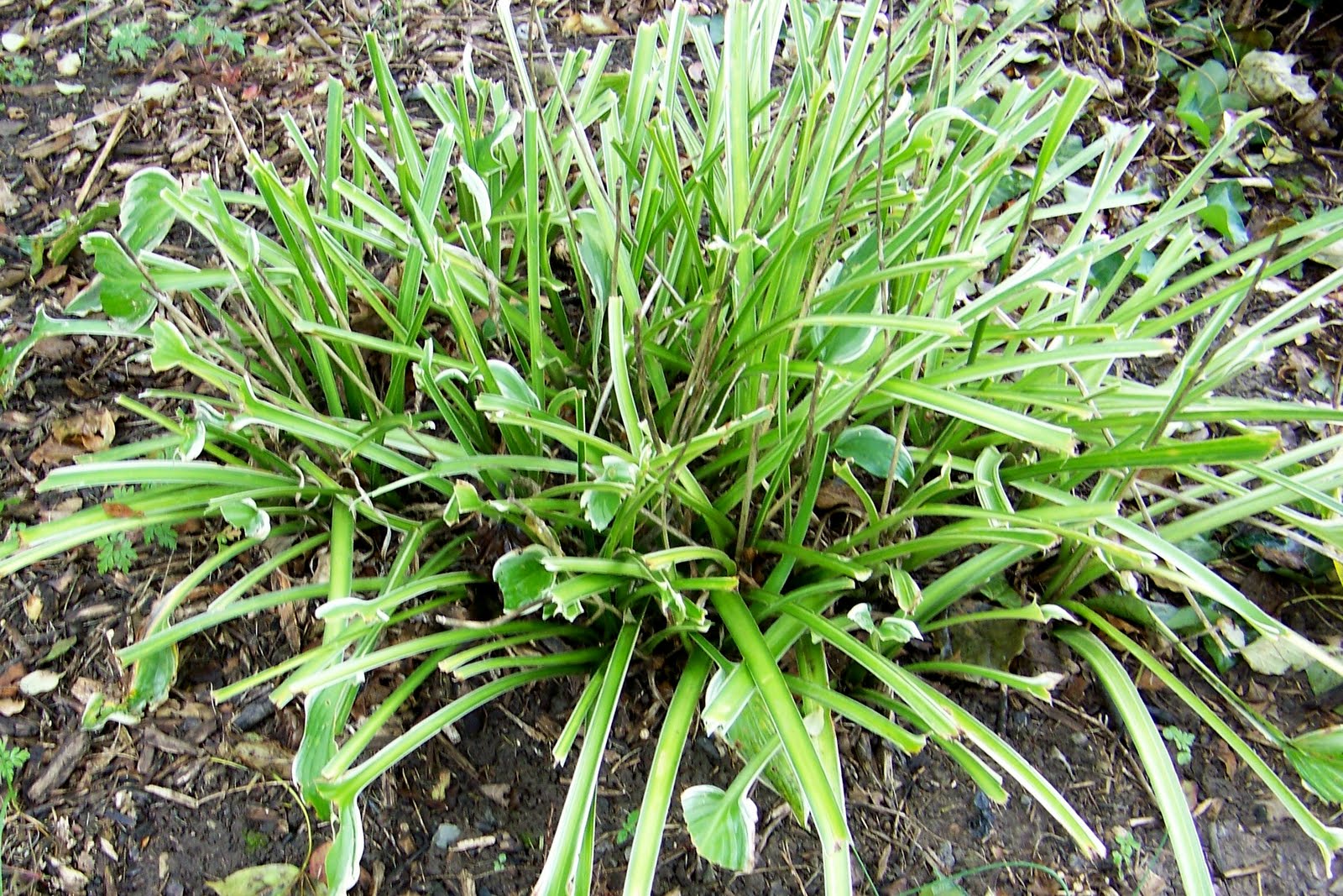 A Garden in Bethlehem PA Who is eating my Hosta?