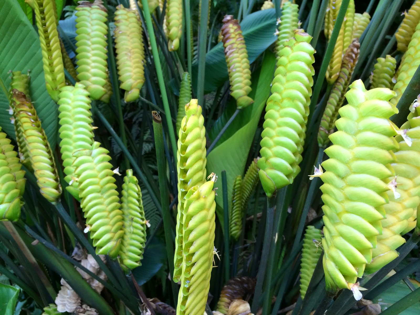 Sabrina S Apprentice Diary 2015