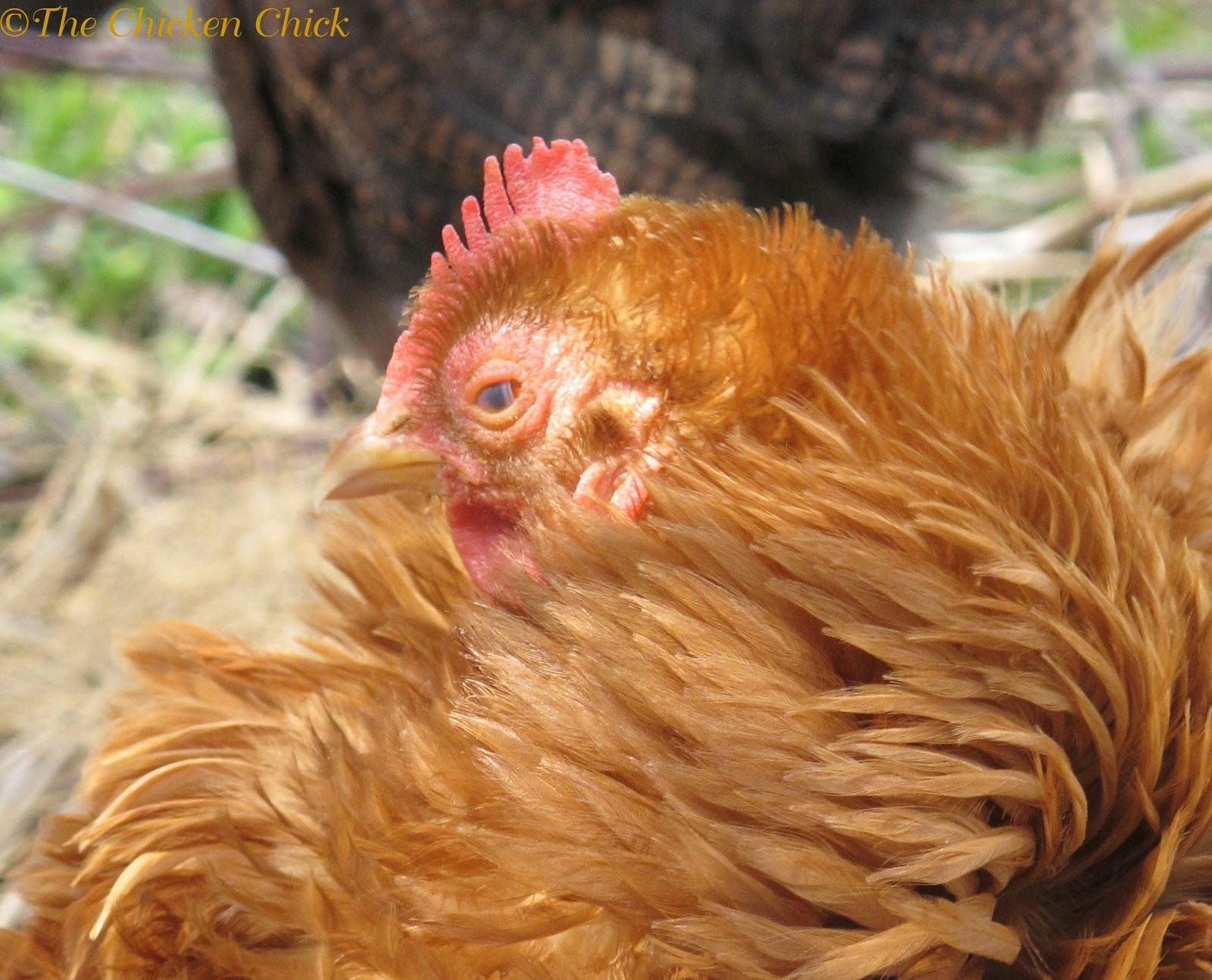Chicken Anatomy Nictitating Membrane, The Eyes Have it The Chicken