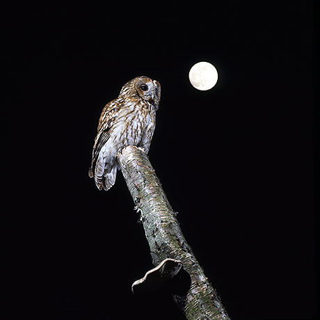 moon owl