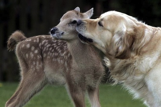 Deer Puppy