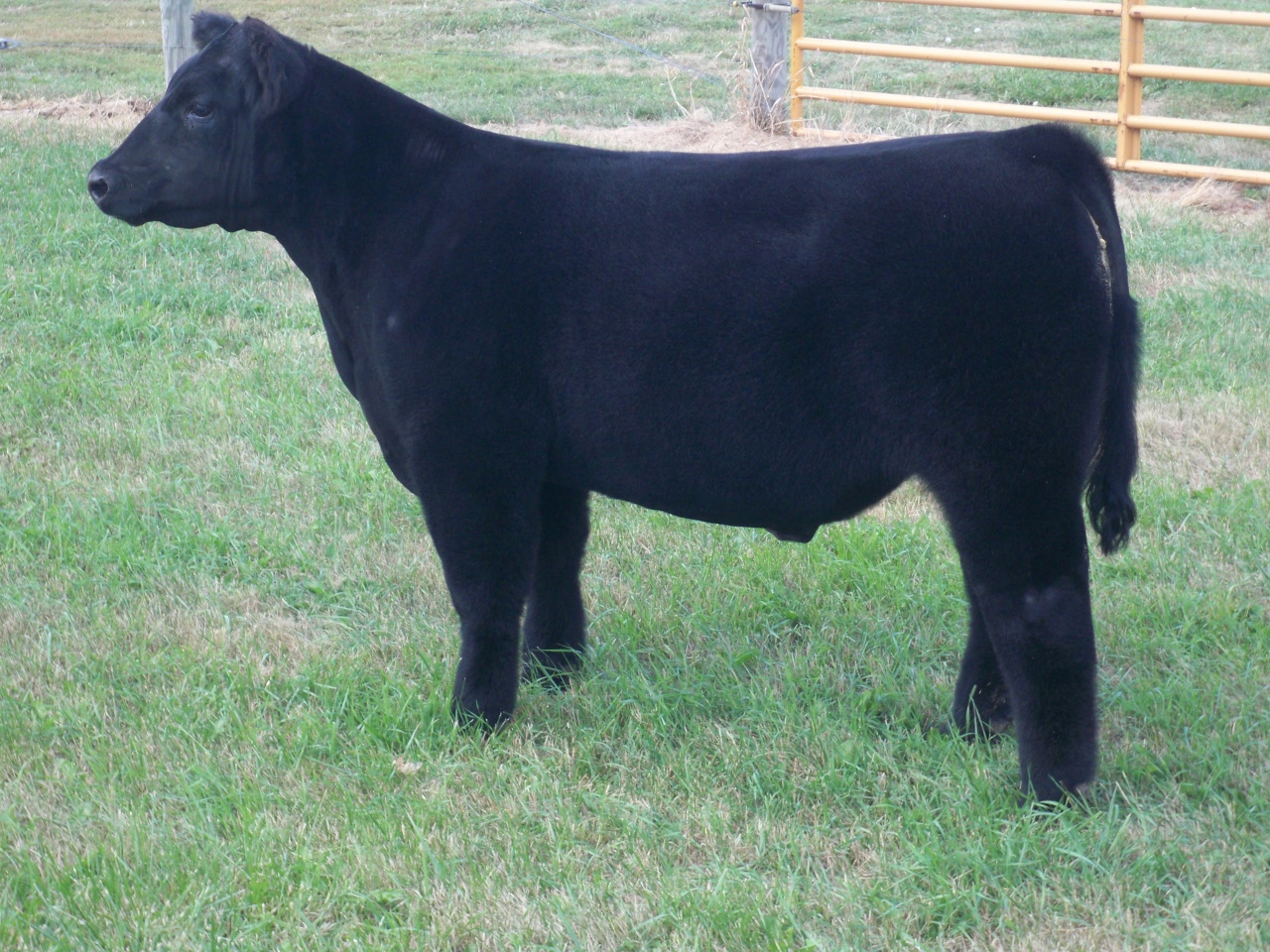 Lautner Farms "Hilbert Show Steers Private Treaty Sale"