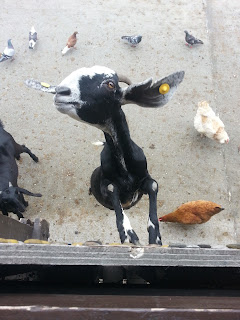 Goat at Surrey Docks Farm