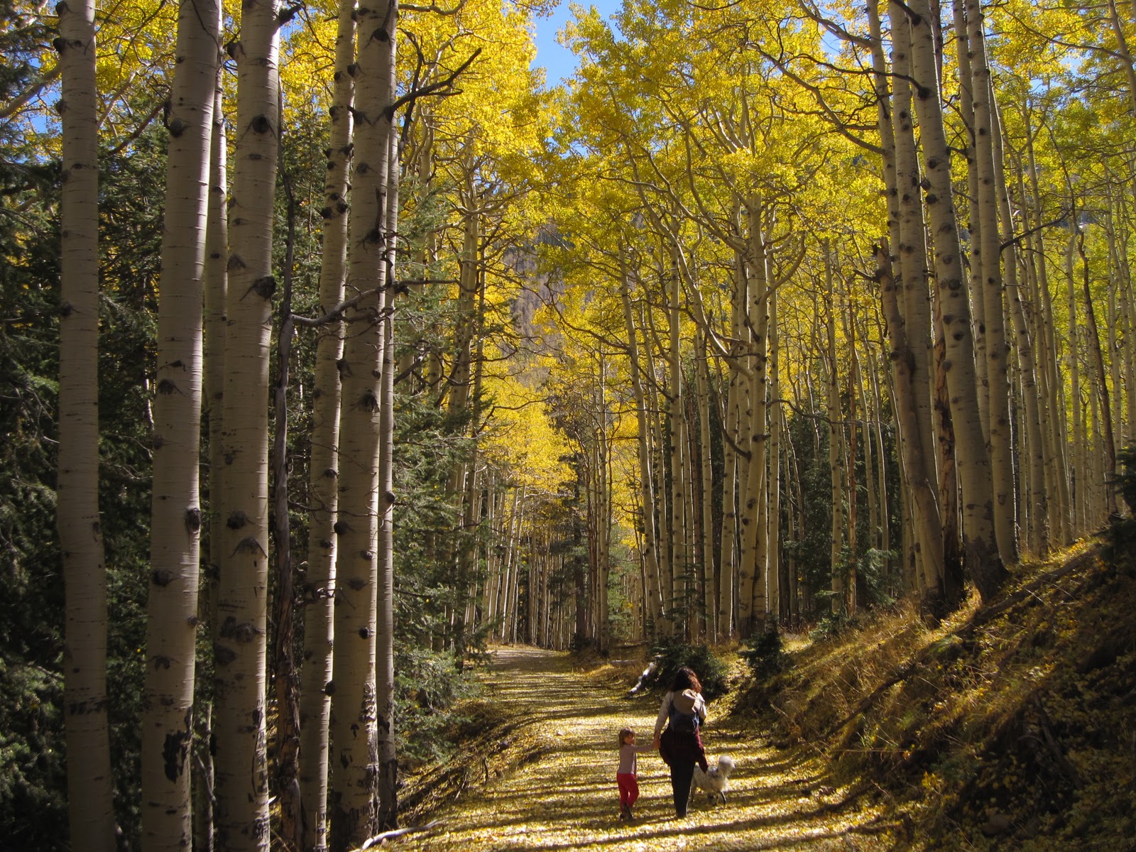 The Hikemasters' Trail Descriptions Inner Basin of the San Francisco