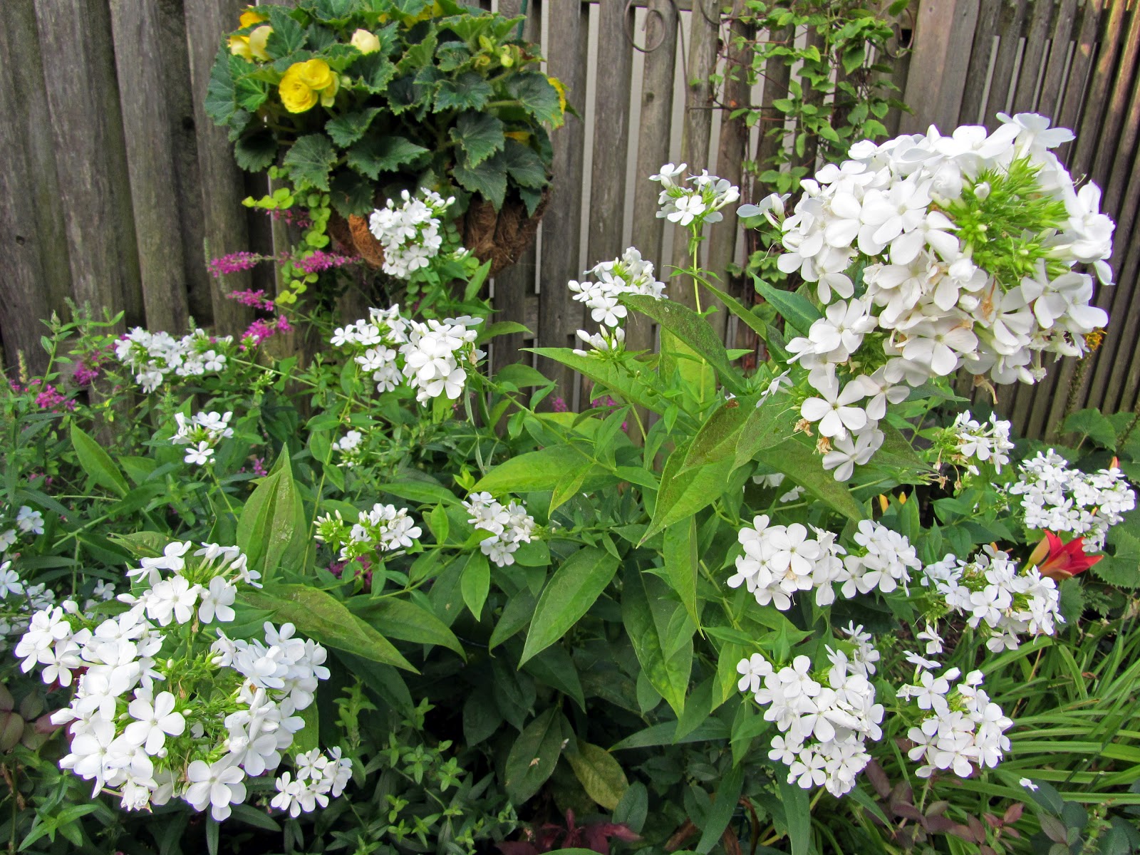 Phlox Jade