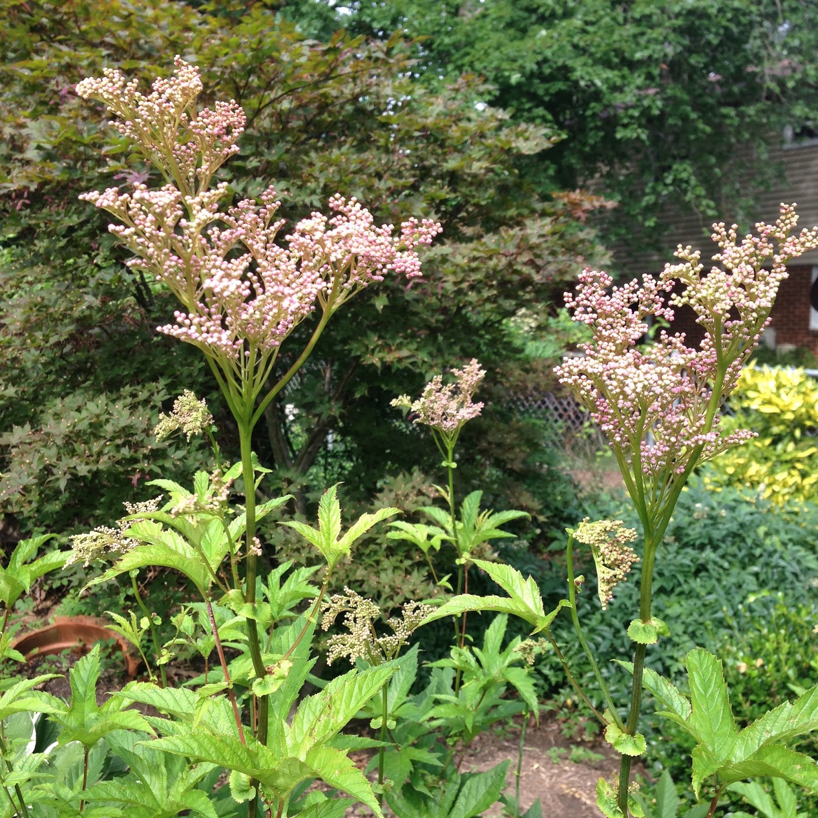 Vintage Grace: Garden Pinks