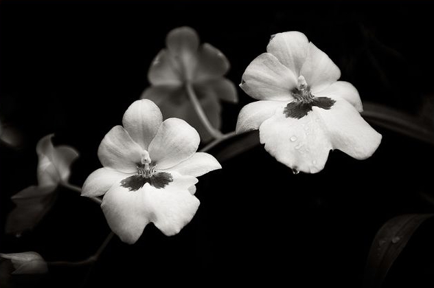 Black and White, Floral Photography - Personal Investigation.