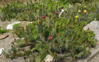 http://fotobabij.blogspot.com/2015/03/ogrod-skalny-opuntia-hybrid-opuncja.html