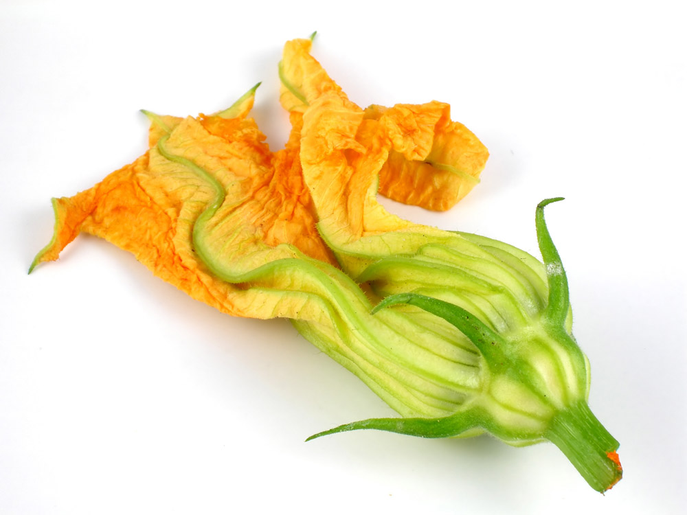 Mizzou Nutrition Mythbusters Myth Squash blossoms cannot be eaten.