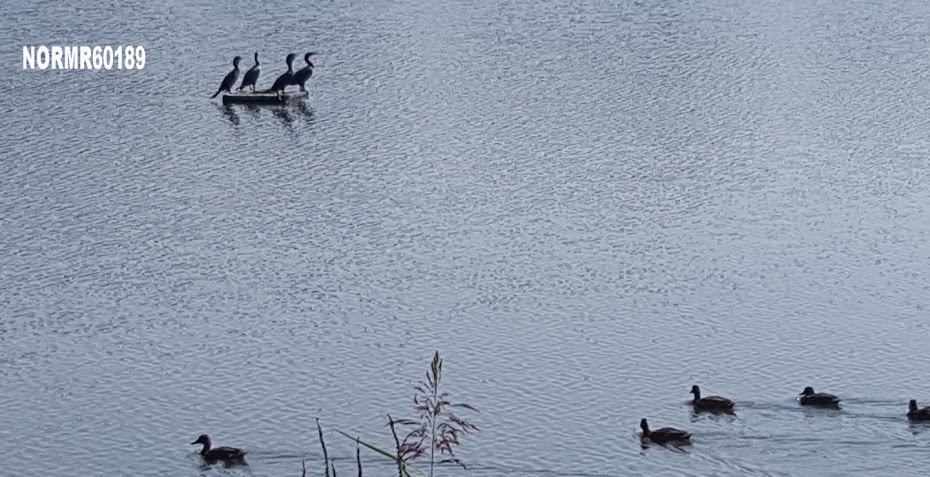 Cormorants and Ducks Share Lake 3