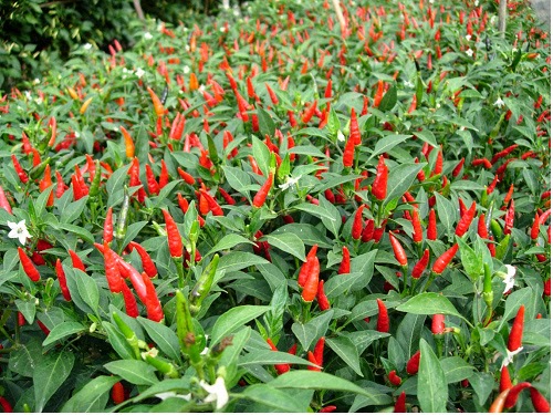 Bp3k Sukahening Budidaya Dan Manfaat Cabe Rawit