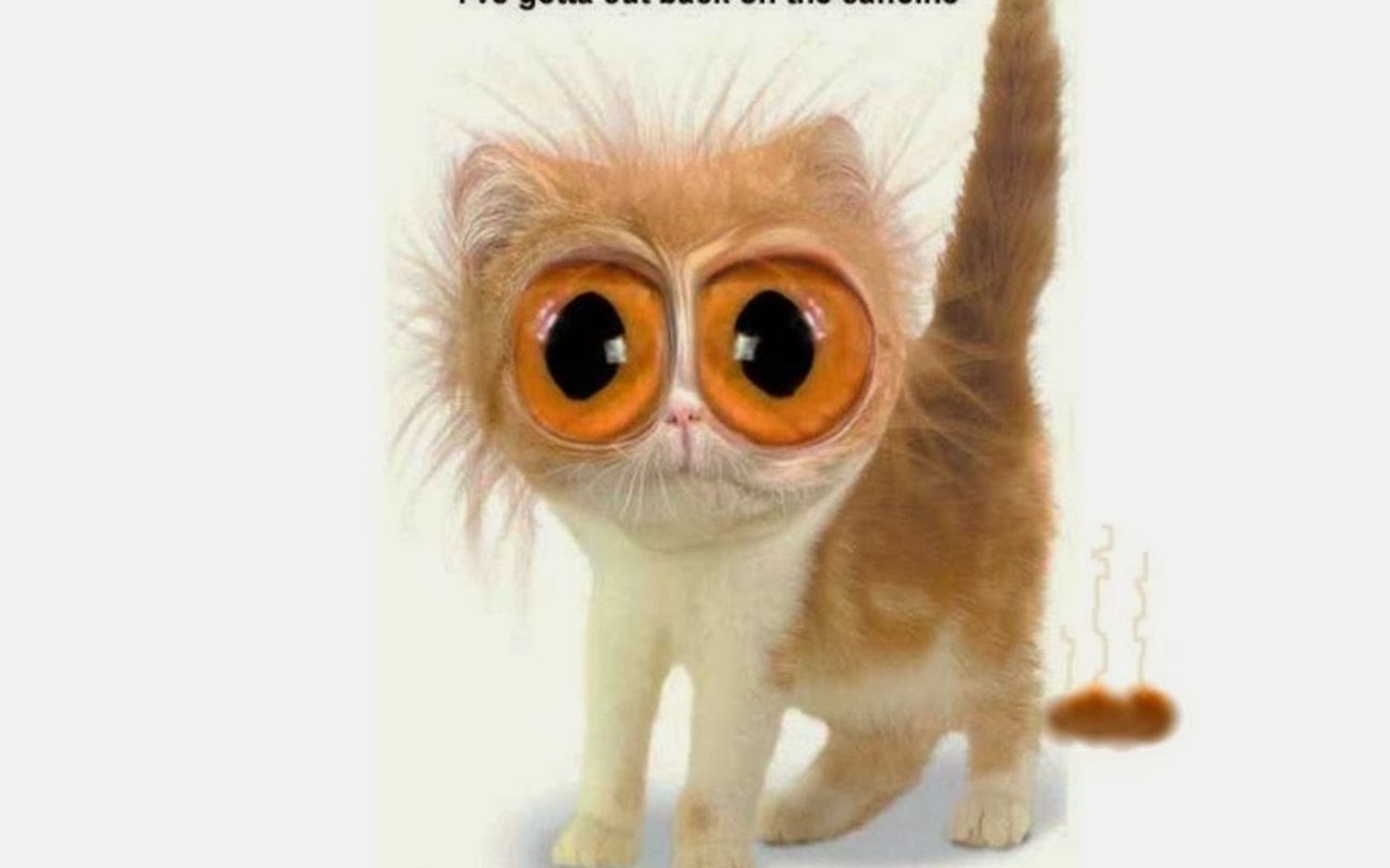 funny cats with big eyes Nice Pics Gallery