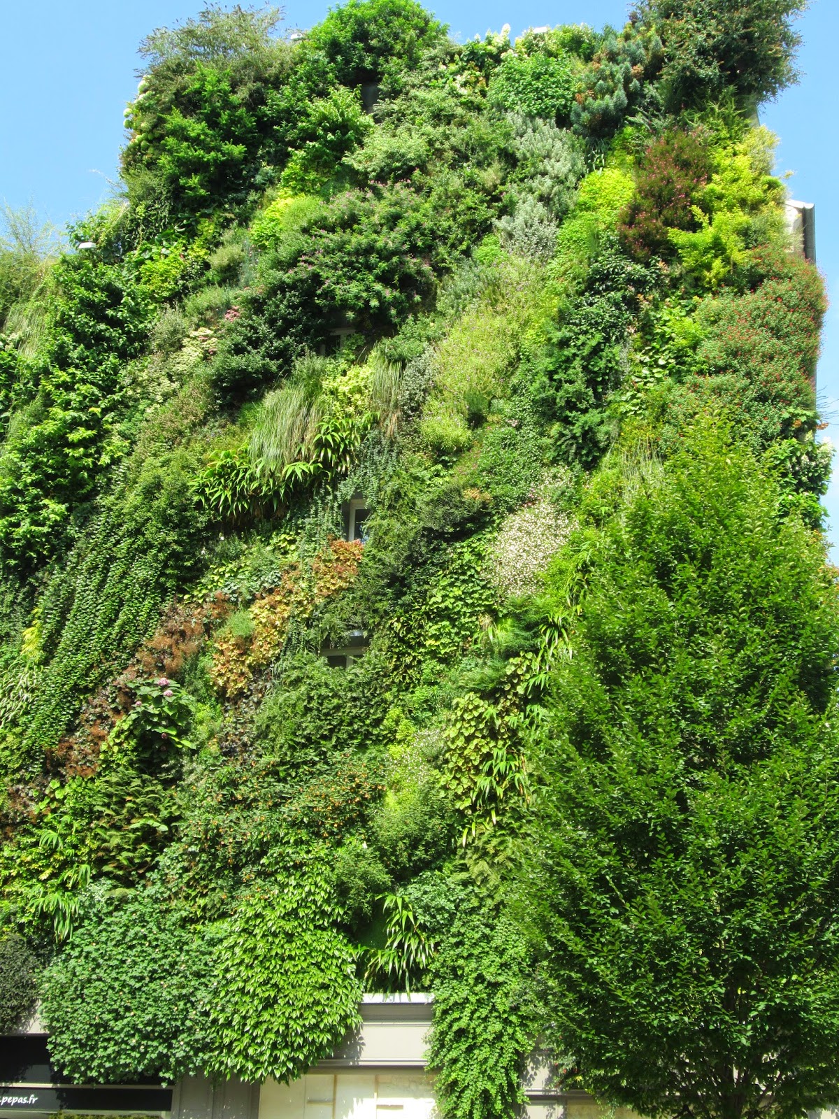 Paris Wall Gardens