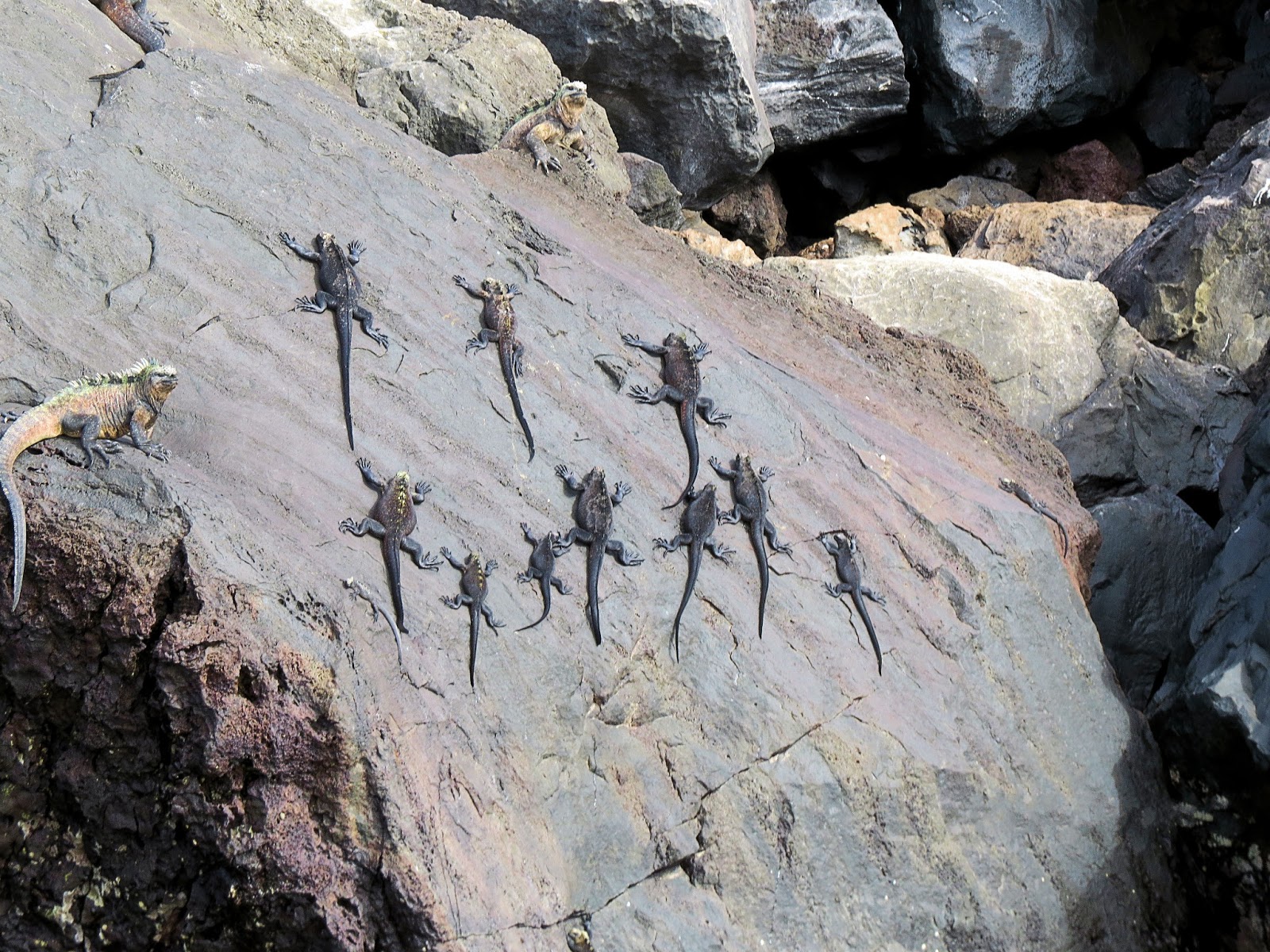 No Two Galapagos Iguanas The Same A Photographic Review