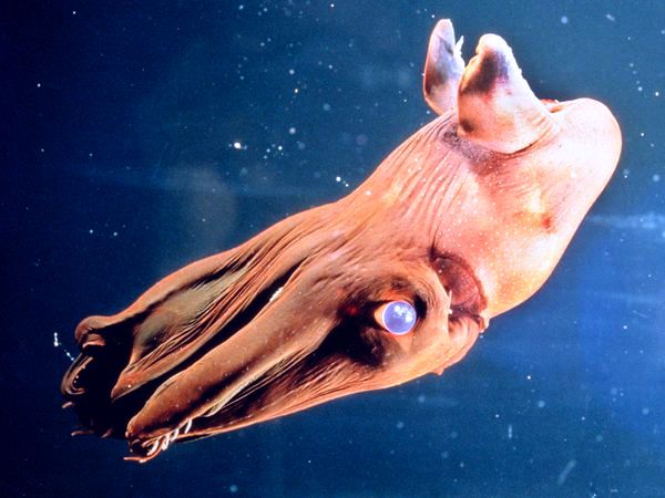 Criaturas del mundo submarino que parecen salidas de una pesadilla Vampire+Squid