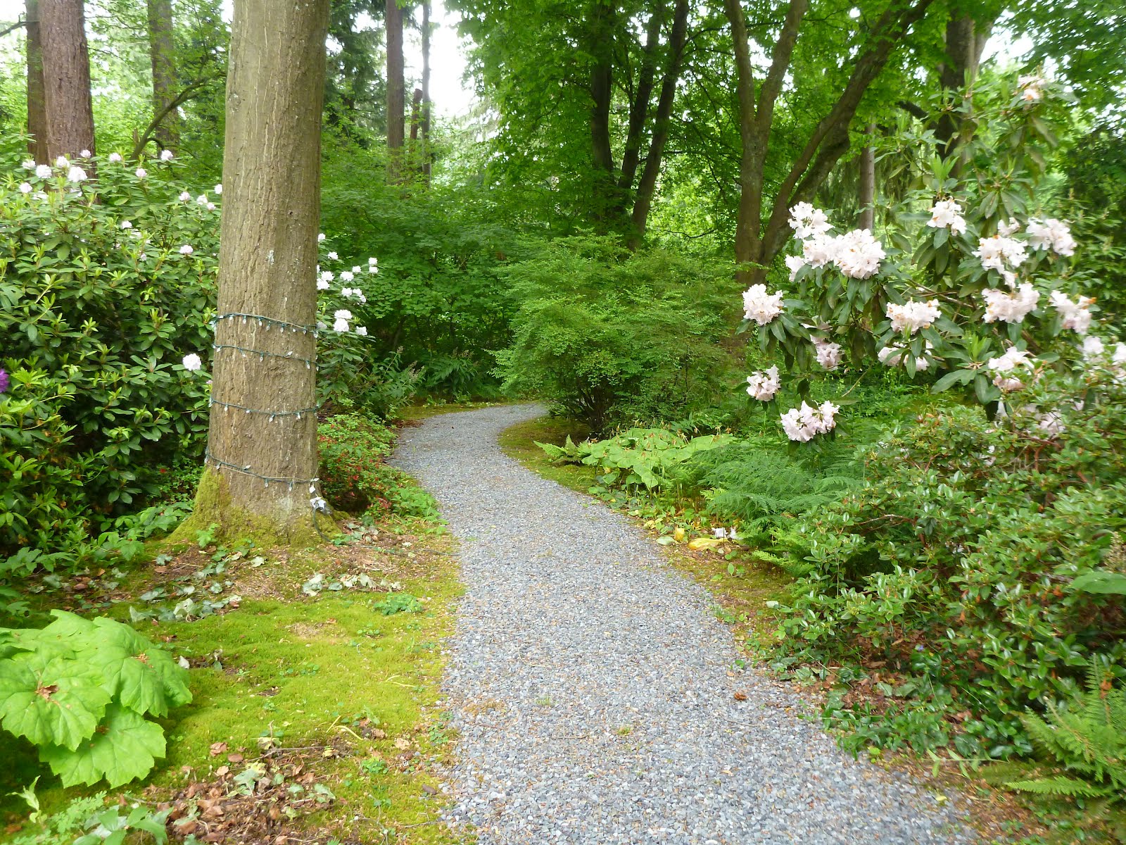 Enkianthus Campanulatus Plants Growing Garden