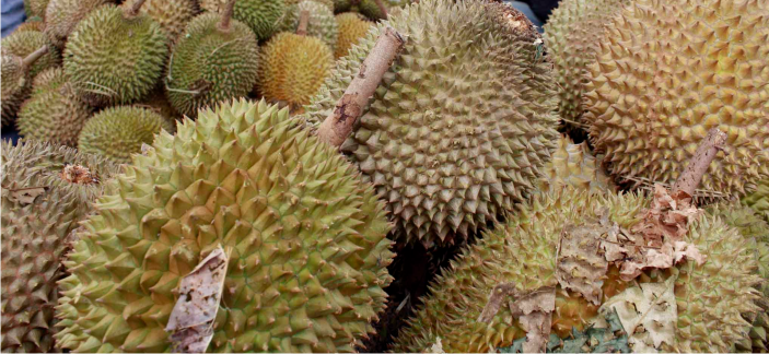 Primbon donit: Tips Cara Memilih Durian Yang Matang dan Enak