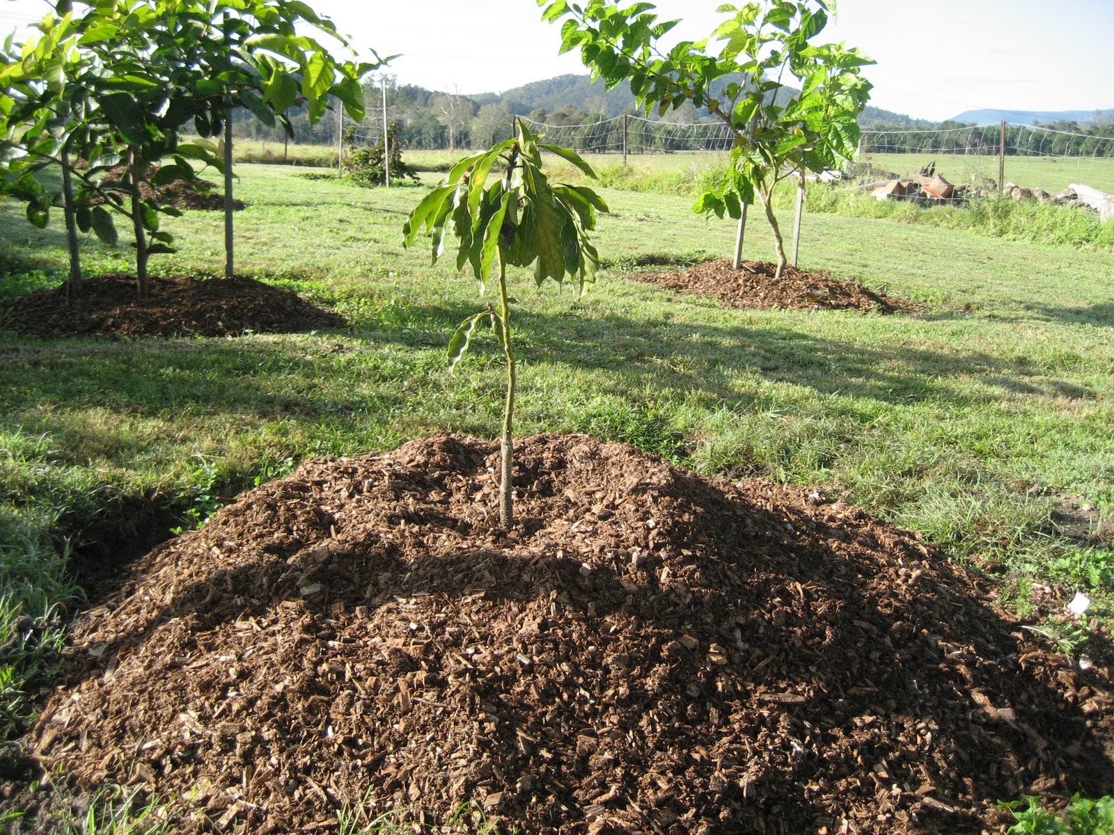 Life at Arbordale Farm Saving Plants from Drowning