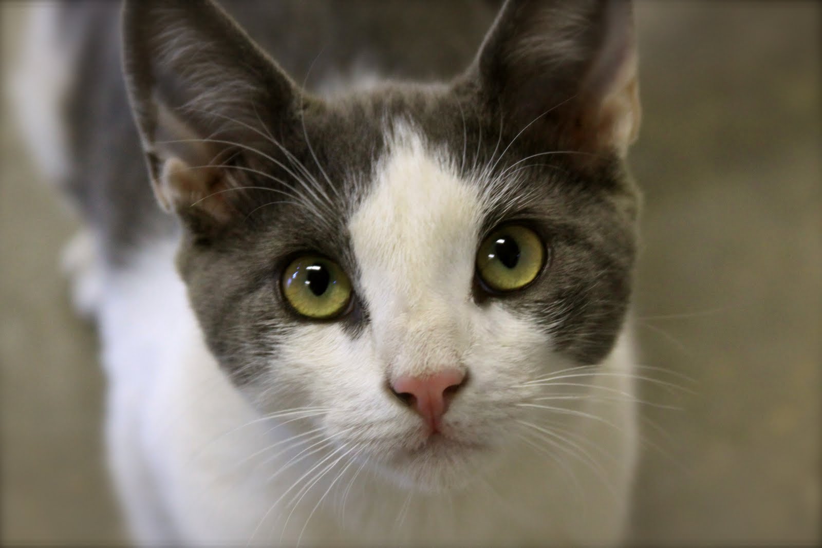 Homestead Revival Barn Cats