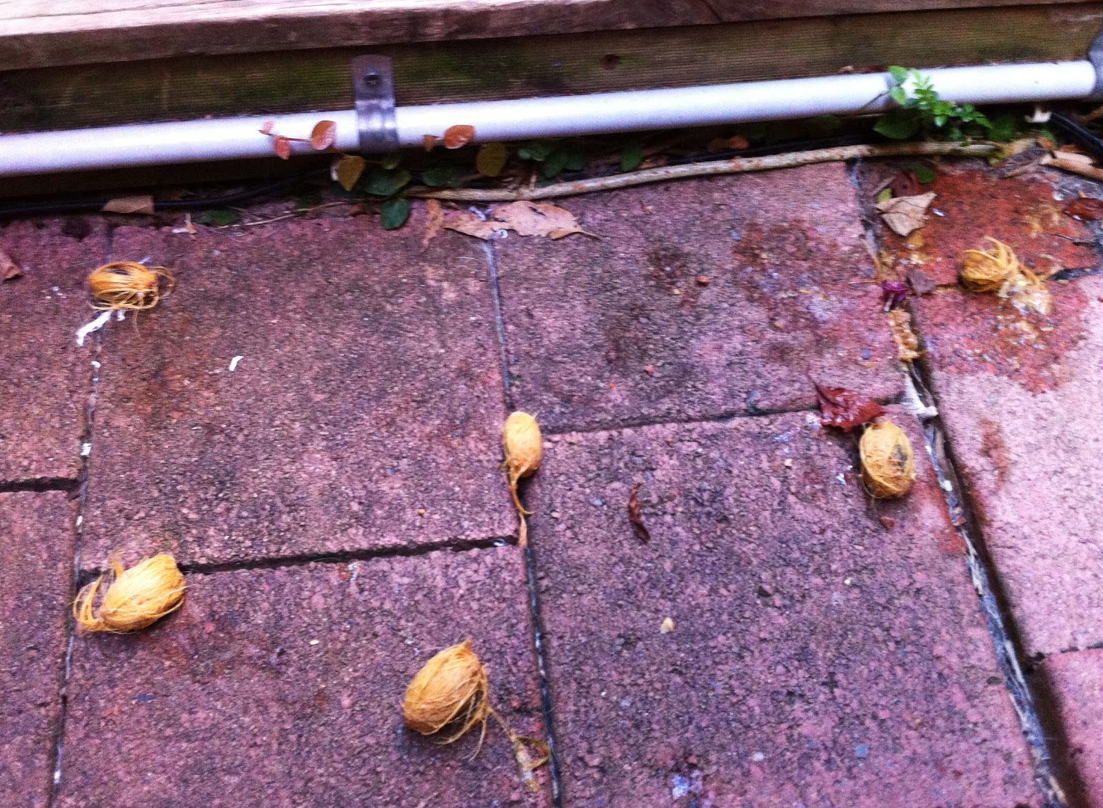 is palm tree fruit poisonous to dogs