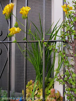 Freesia x hybrida
