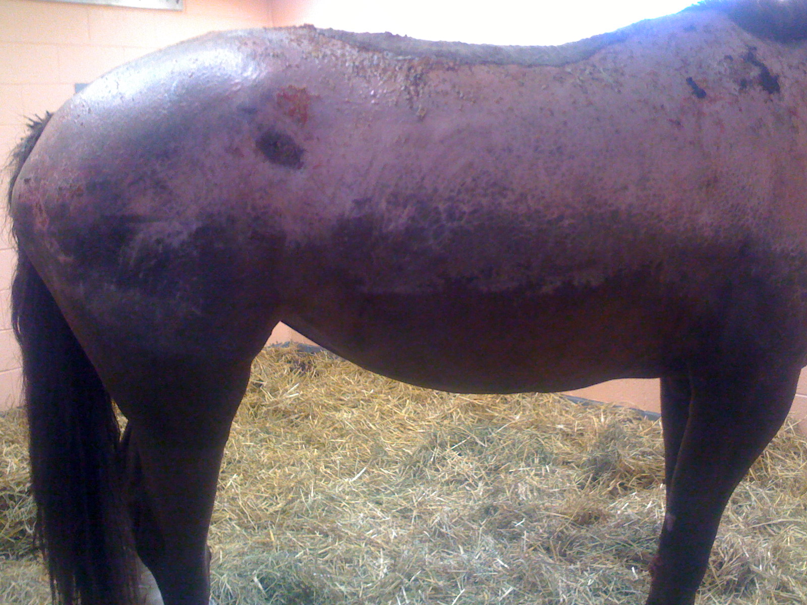 Suki the horse burn survivor Burn history and progression